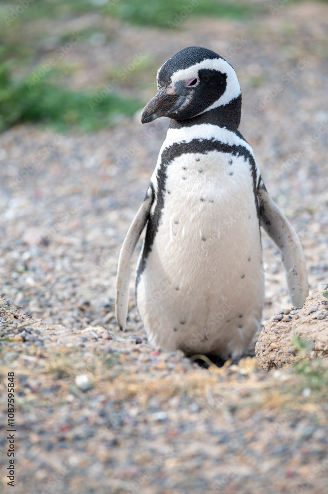 Fototapeta premium Beautiful and tender penguin walking towards its nest after a dip in the sea.