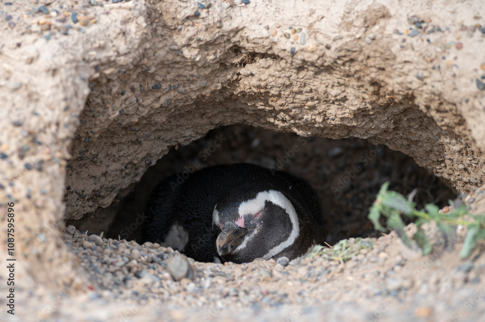 Fototapeta premium Beautiful Magellanic penguin nesting in its nest on the Atlantic Coast.
