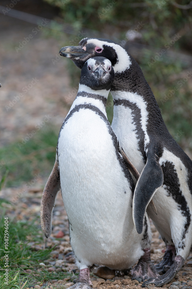 Obraz premium Couple of penguins cuddling and loving each other on the coast.