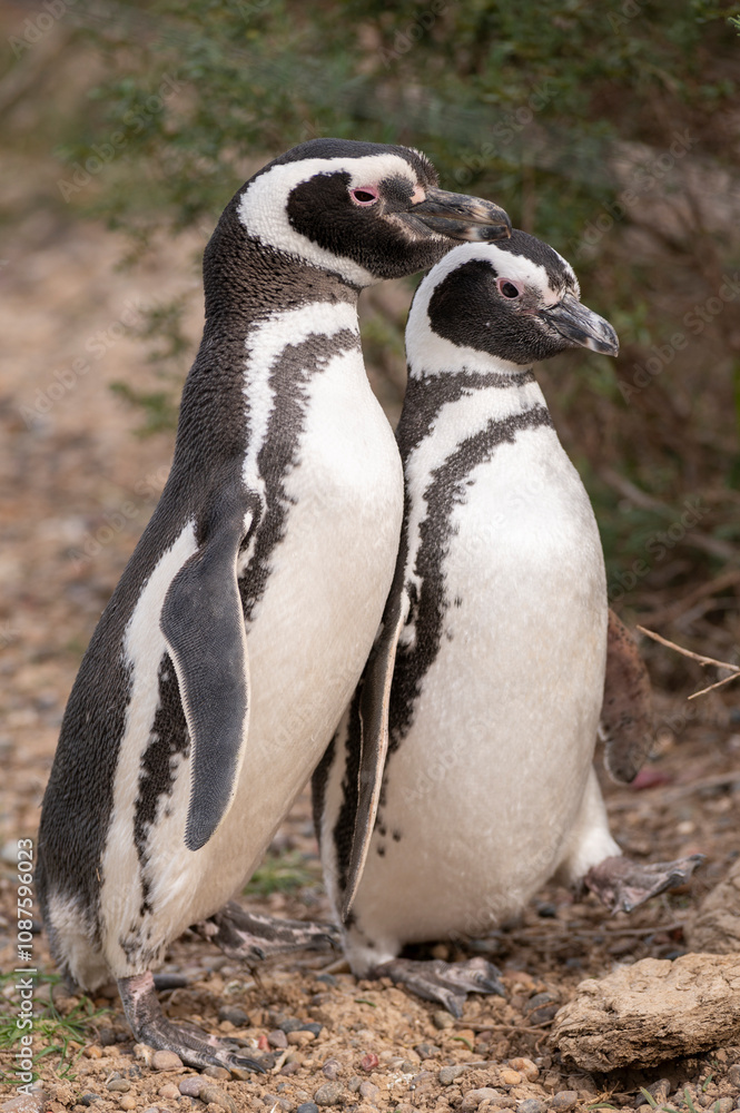Obraz premium Pair of Magellanic Penguins enjoying the sun's rays.