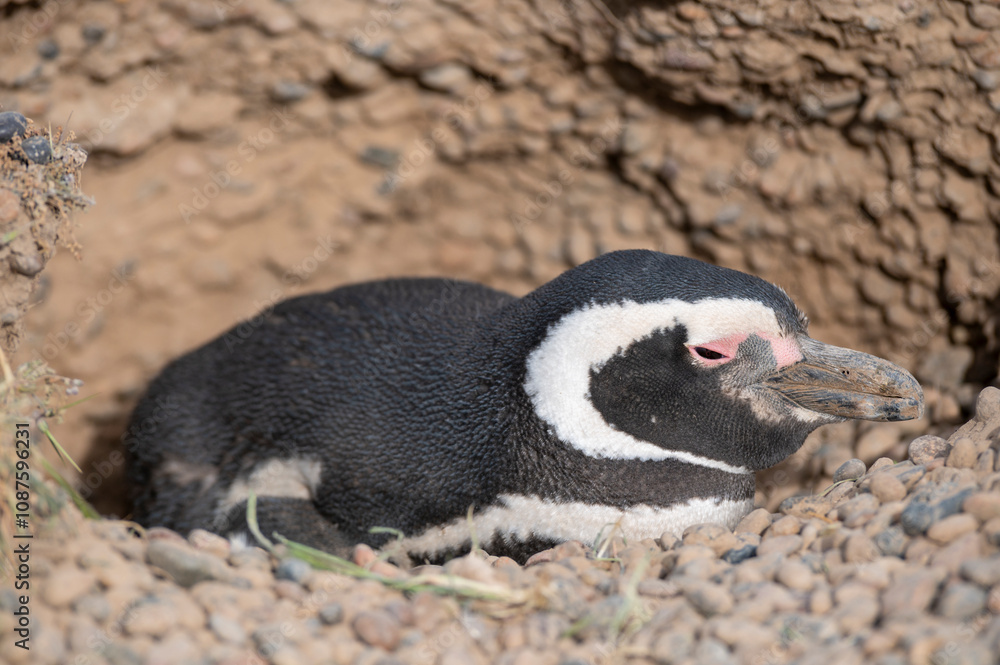 Naklejka premium Beautiful Magellanic penguin nesting in its nest on the Atlantic Coast.