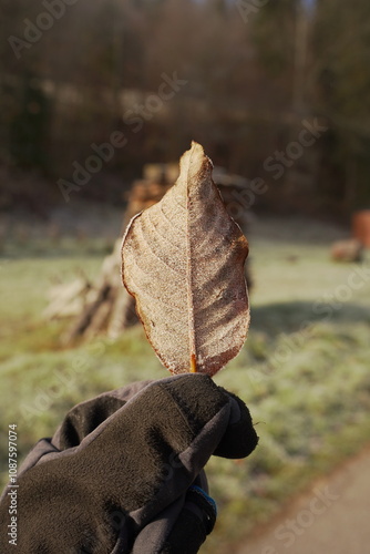 autumn leaves in the park