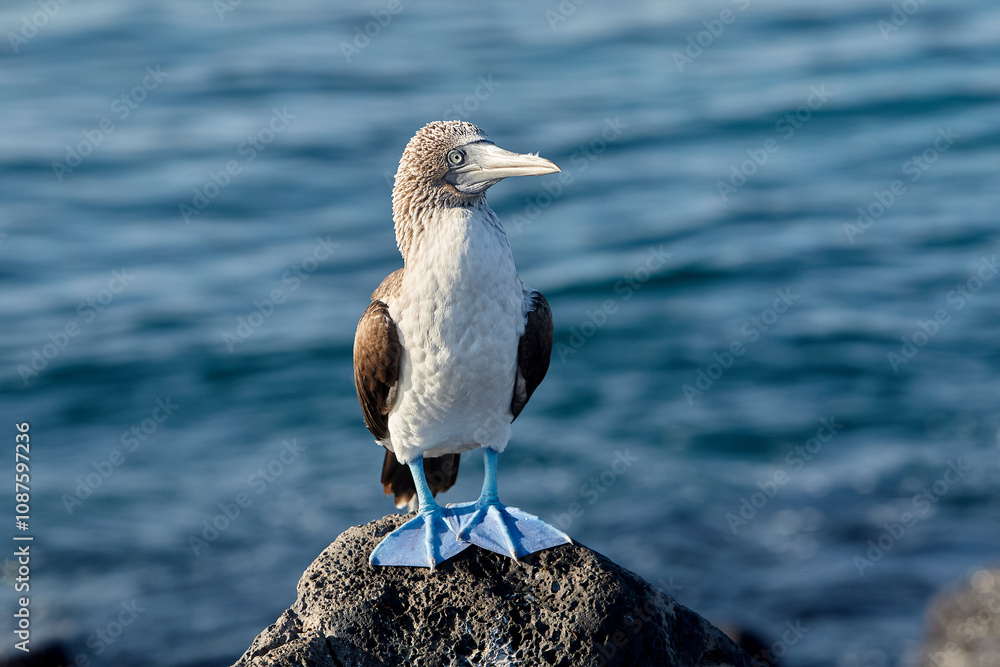 The Blue-Footed Booby (Sula nebouxii) is one of the most iconic birds in the Galápagos Islands, famous for its striking blue feet and unique courtship dance. The Blue-Footed Booby (Sula nebouxii) is one of the most iconic birds in the Galápagos Islands, famous for its striking blue feet and unique courtship dance.
