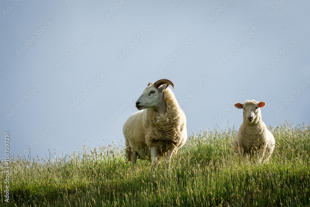 Fototapeta premium mother sheep and her lambs in lush green grassy field