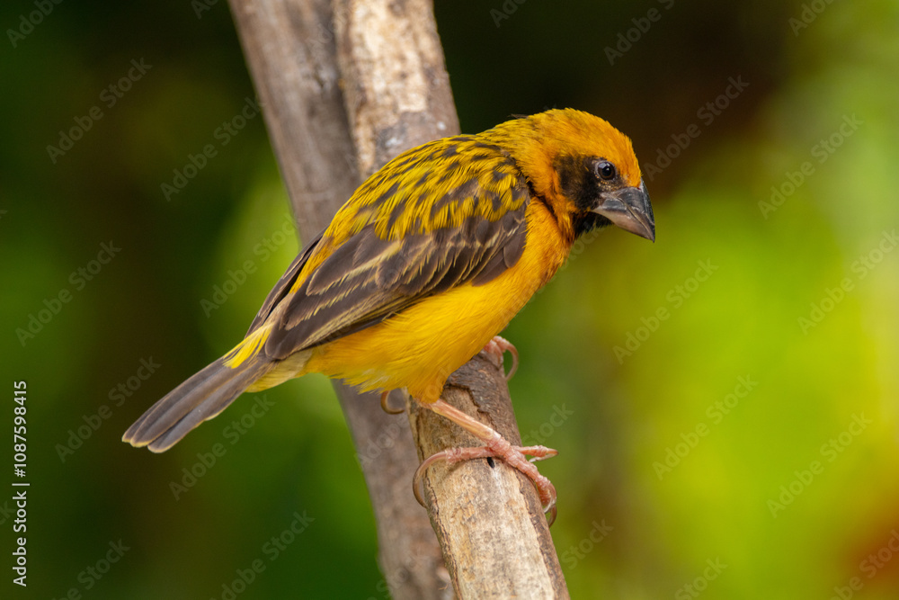The Asian golden weaver (Ploceus hypoxanthus) is a species of bird in the family Ploceidae The Asian golden weaver (Ploceus hypoxanthus) is a species of bird in the family Ploceidae