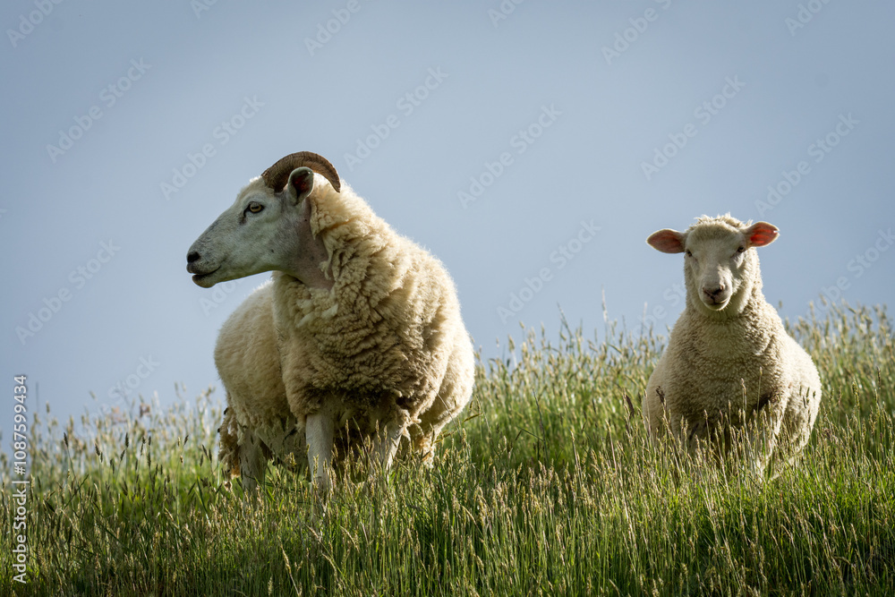 Fototapeta premium mother sheep and her lambs in lush green grassy field