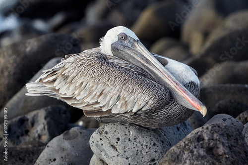 The Brown Pelican (Pelecanus occidentalis) is a common sight in the Galápagos Islands and is known for its distinctive features and graceful flight photo