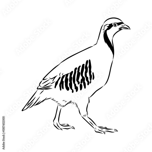 Asian partridge, vector sketch, chukar