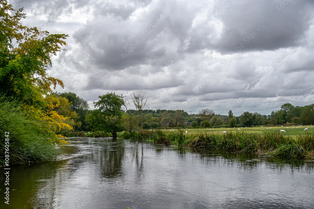 view of the River Avon at Salisbury Wiltshire England with sheep in the background view of the River Avon at Salisbury Wiltshire England with sheep in the background