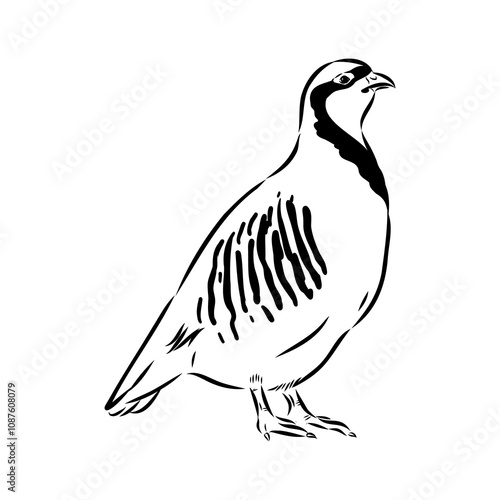Asian partridge, vector sketch, chukar