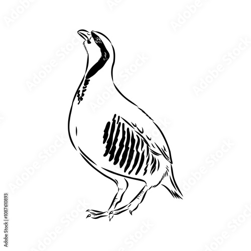 Asian partridge, vector sketch, chukar