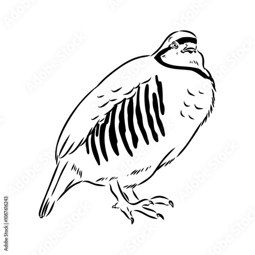 Asian partridge, vector sketch, chukar