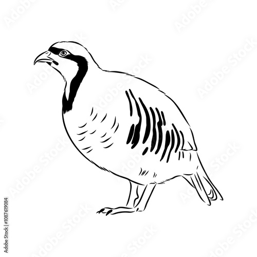 Asian partridge, vector sketch, chukar