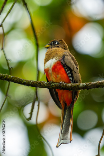 trogon collaris photo