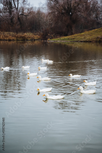 Imagine a serene and peaceful scene featuring elegant white ducks as they gracefully swim in the tranquil waters of a beautiful lake or pond photo