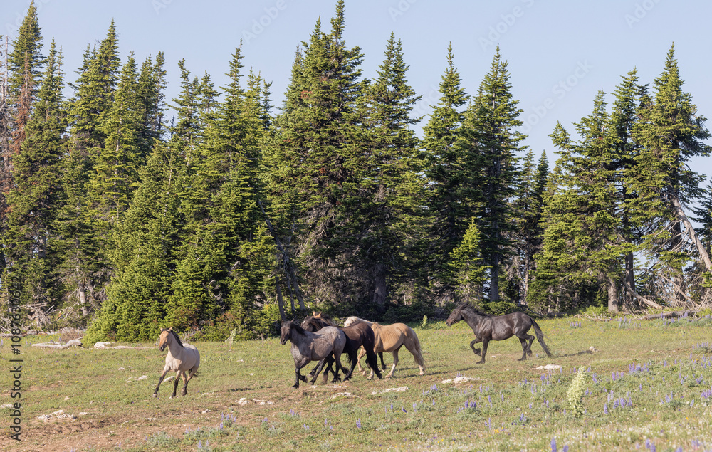Wild Horses in the Pryor Mountains Montana in Summer Wild Horses in the Pryor Mountains Montana in Summer