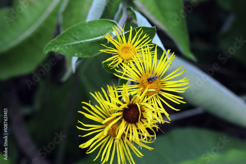 Alant, Heilkraut, Blumen, Blüten photo