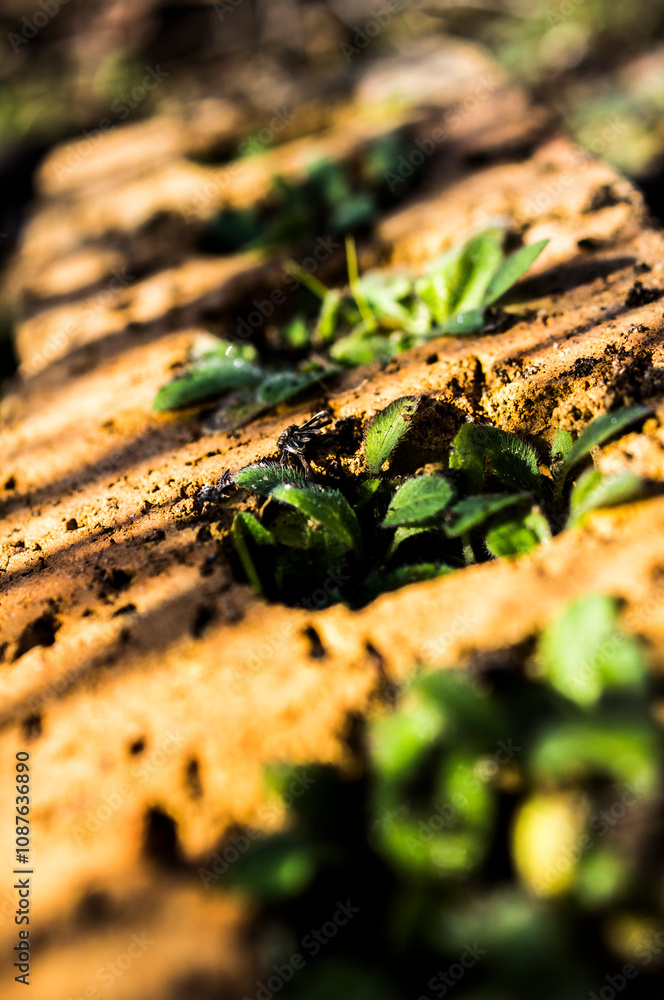 Brick with plants Brick with plants