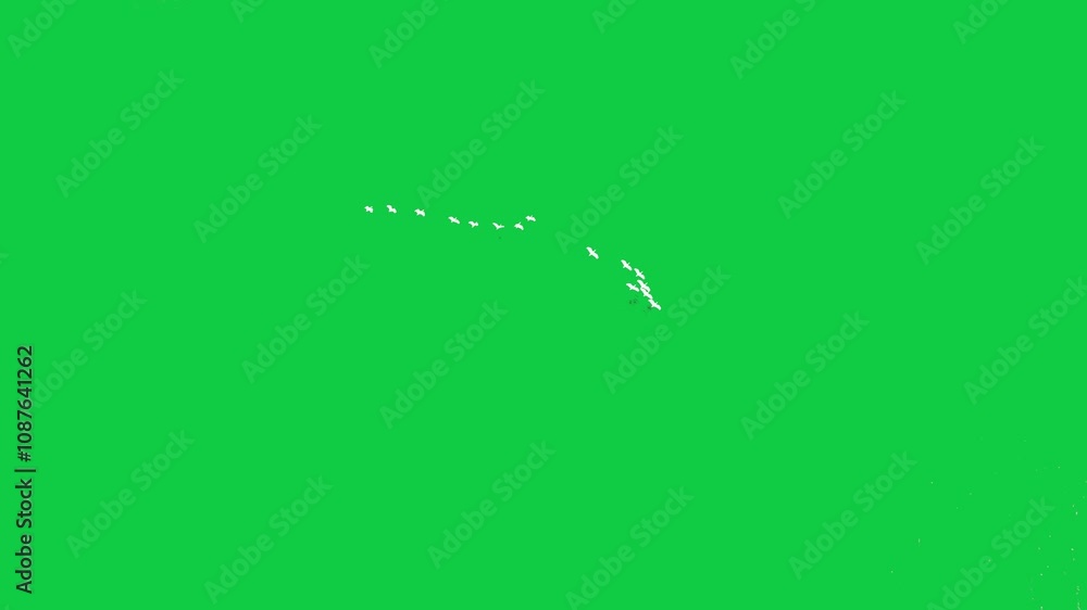 Flocks of birds couple of birds flying on sky top view green screen background white birds flying on river White Doves Flying Seagulls Flocks of birds couple of birds flying on sky top view green screen background white birds flying on river White Doves Flying Seagulls