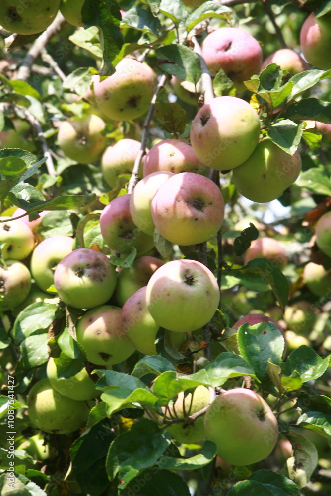 apples on a tree