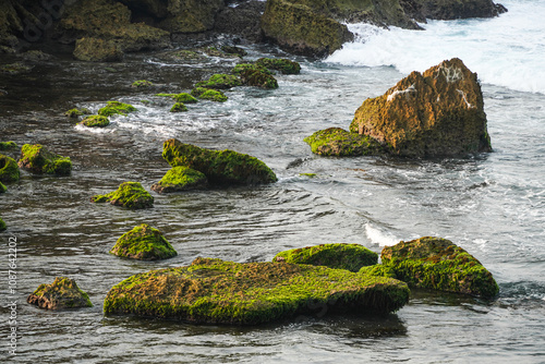 Rocks on the beach covered with seaweed and green algae visible during low tide. photo