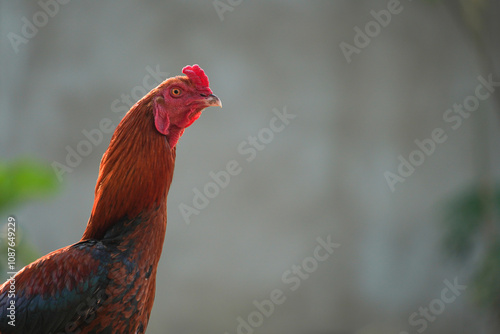 Free-range rooster chicken. Concept for organic farm. photo