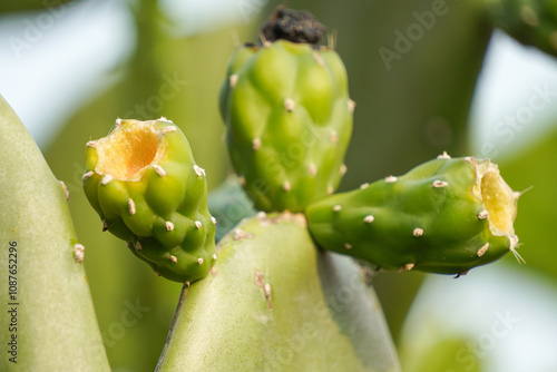 Wild Opuntia cochenillifera cactus flowers with blue sky background photo