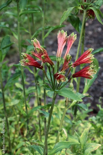 red flowers of Alstroemeria pelegrina plant close up photo