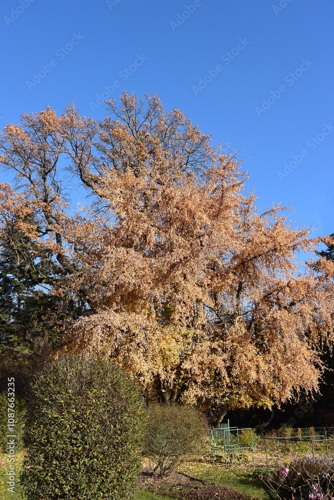 landscape with seasonal colorful foliage landscape with seasonal colorful foliage
