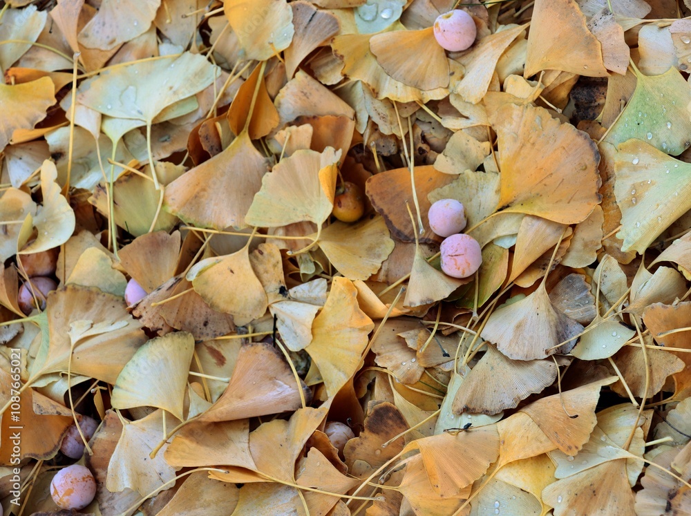 ginkgo-Biloba tree,leaves,fruits at autumn ginkgo-Biloba tree,leaves,fruits at autumn