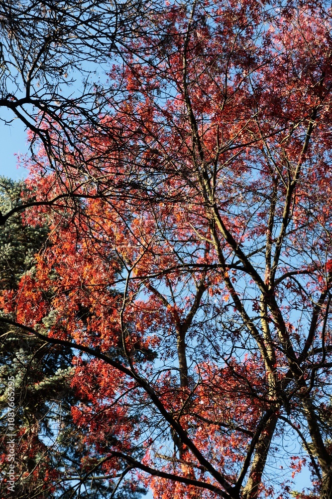 landscape with seasonal colorful foliage landscape with seasonal colorful foliage