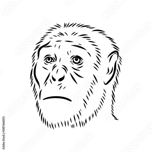 Australopithecus, vector sketchl. Graphic sketch. Vector