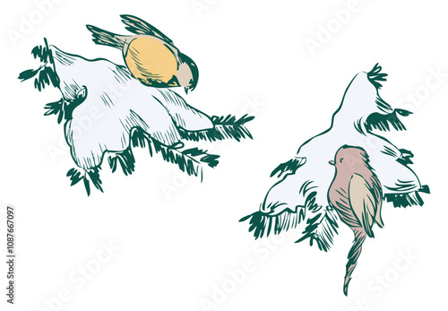 Hand drawings of two wild birds, titmouse, chaffinch on frozen fir branches in winter forest, vector