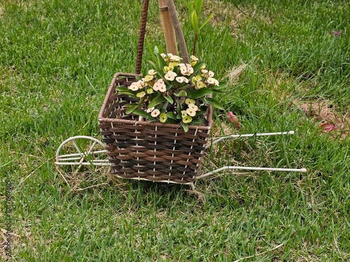 Flowers in the grass photo