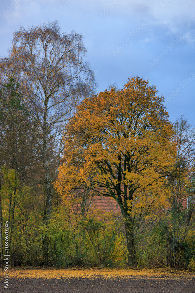 Herbstliche Strassen im Münstrerland Herbstliche Strassen im Münstrerland