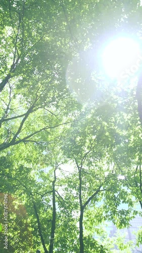 木漏れ日がまぶしい緑の葉の樹木