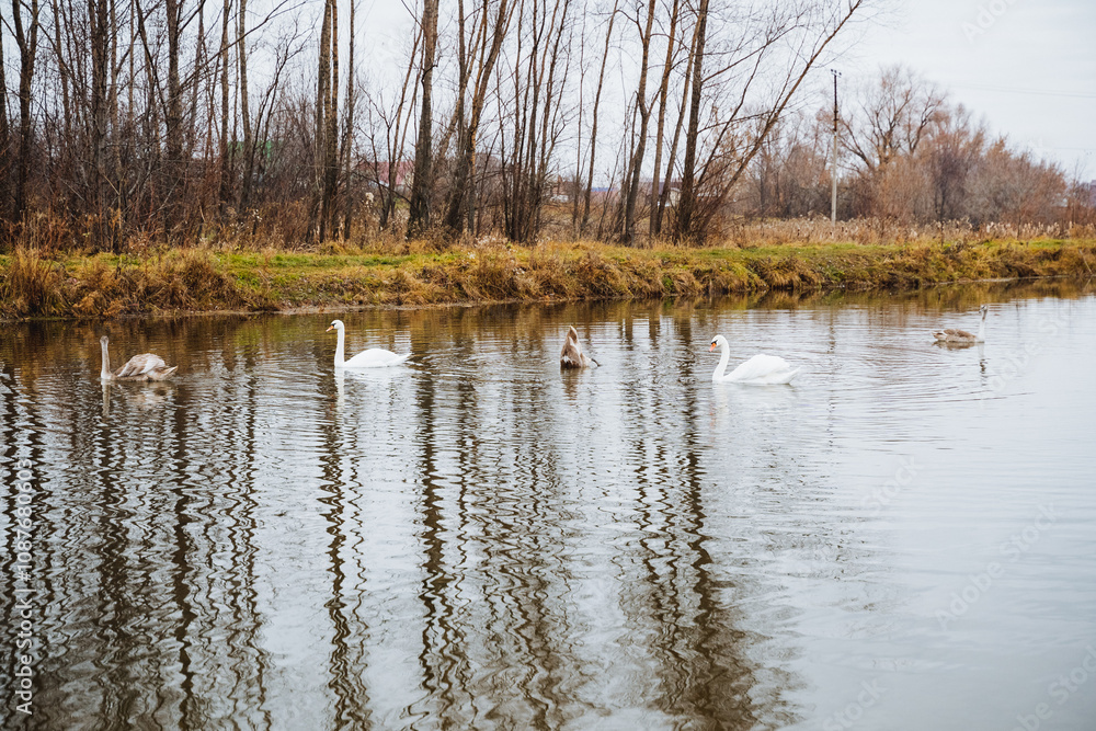 A beautiful flock of elegant white swans is gracefully swimming in the calm waters of a serene lake, surrounded by lush vegetation and the natural landscape all around them A beautiful flock of elegant white swans is gracefully swimming in the calm waters of a serene lake, surrounded by lush vegetation and the natural landscape all around them