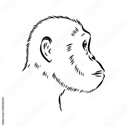 Australopithecus, vector sketchl. Graphic sketch. Vector