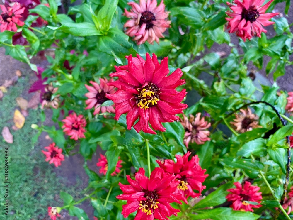 Fototapeta premium pink flowers in the garden
