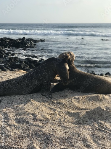 Sea lions cuddling