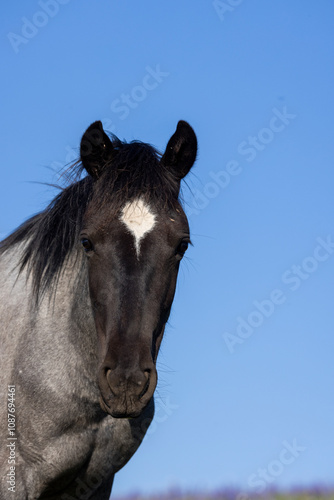 Wild Horse in the Pryor Mountains Montana in Summer