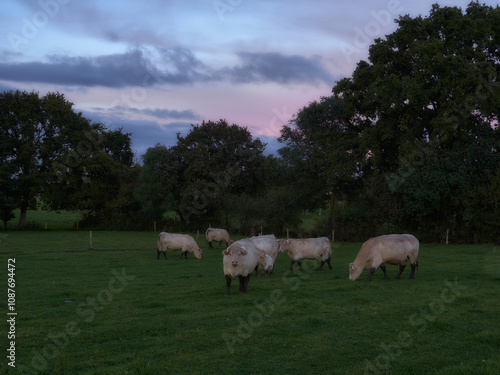 Cows Grazing at Sunset in a Rural Landscape