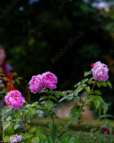 pink roses in garden