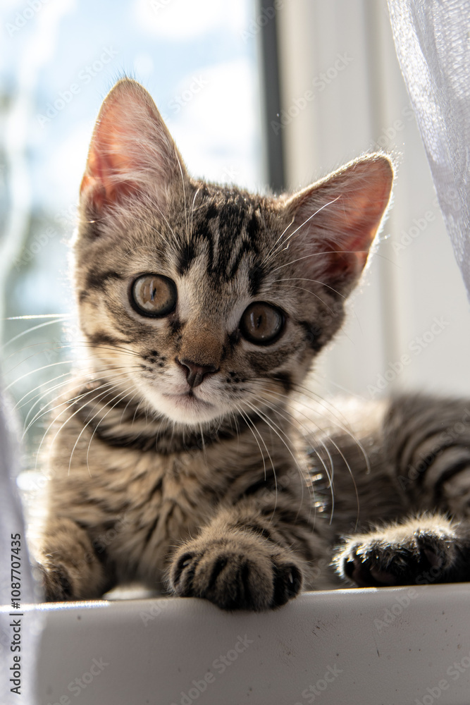 a small cat looks into the camera a small cat looks into the camera