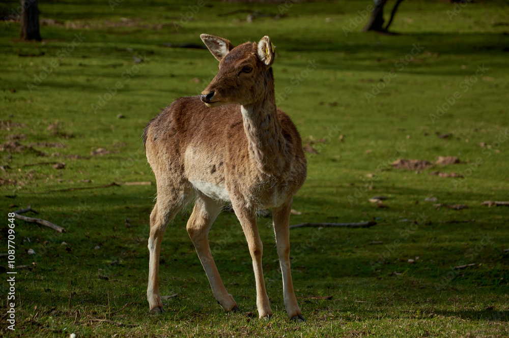 a young deer during molting grazes on a green field a young deer during molting grazes on a green field