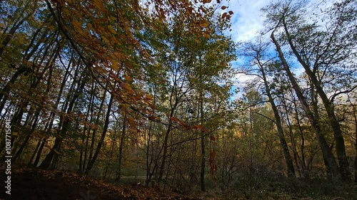 forest in autumn