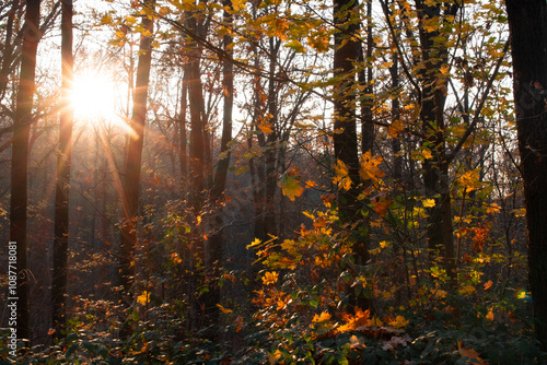 Sun shining through trees in autumnn forest photo