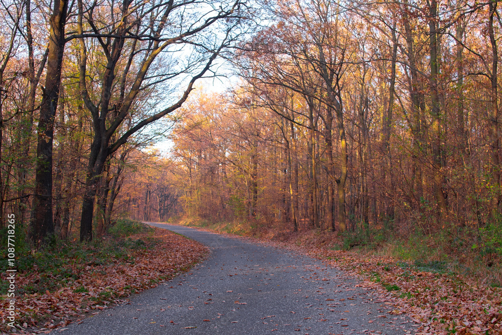 road in autumn forest road in autumn forest