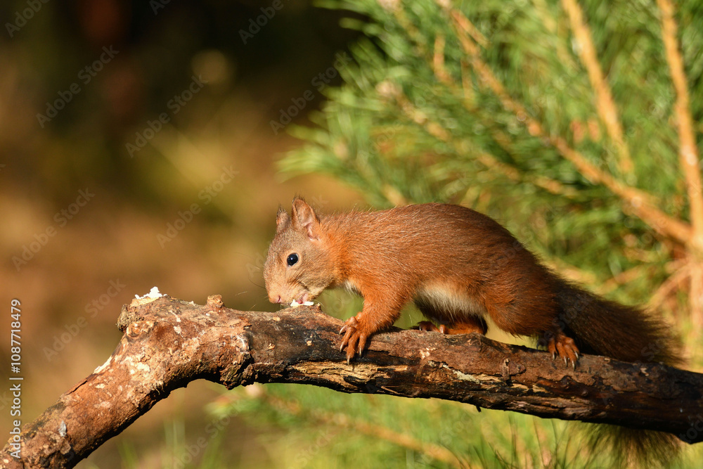 Eichhörnchen Eichhörnchen