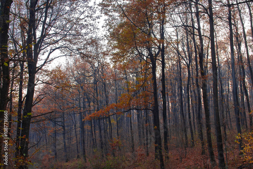 Wallpaper Mural Autumn forest with colorful leaves Torontodigital.ca